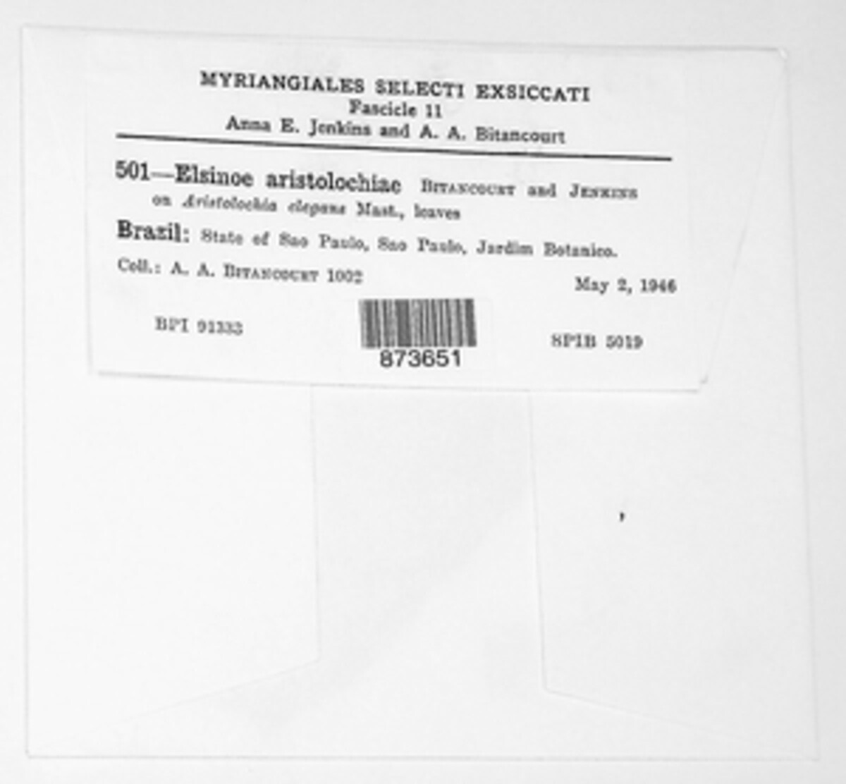 Elsinoe aristolochiae image